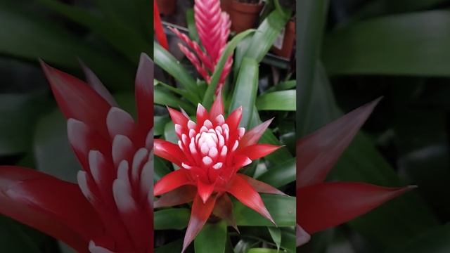 ?OBI Вриезия и Гузмания для дома. смотреть онлайн