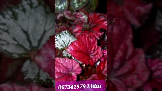 Малыши сортовых бегоний подросли и готовы идти в новый дом ?? смотреть онлайн