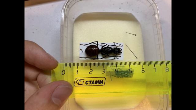 Как Я посетил 13-ю Ярмарку Насекомых! смотреть онлайн