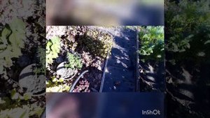 Как жаль! Замерзли Колеусы!!! Первый заморозок - 3С.