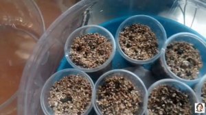 Олеандр и Анакомсерос из семян. Размножение цветов из семян.