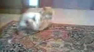 хорёк нападает на кота