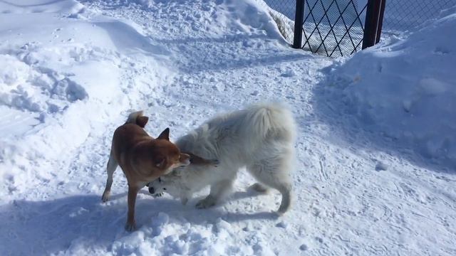 Собаки самоед и шиба-ину играют во дворе смотреть онлайн