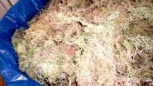 Как сушить и хранить мох сфагнум.