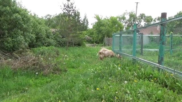 VLOG. Про козу и хозяйство. смотреть онлайн