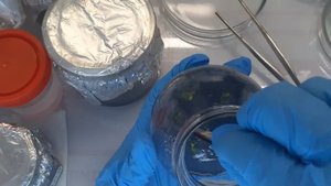 Размножения Орхидей _ Пересадка Протокормов_ Каменная Роза , Бабочка ? , часть первая