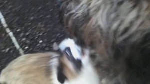 Бриар и щенок(4месяца) Московской сторожевой.