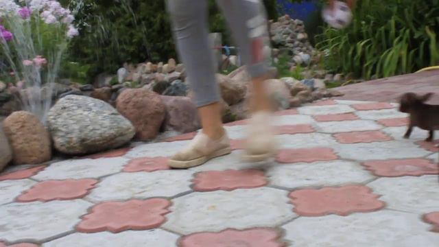 щенки чихуахуа, продажа смотреть онлайн