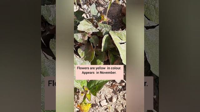 Toothache plants,Acmella ciliata, Acmella paniculata दांत दर्द के पौधे смотреть онлайн