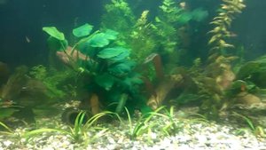 Аквариум 500 литров Новые обитатели