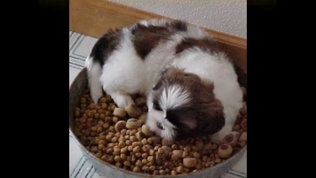 корм для собак запорожьеvimperor ru 141006221811b3bcc9609c16c371 смотреть онлайн