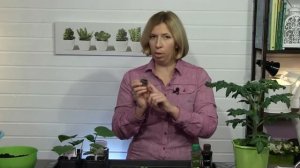 Чем подкормить рассаду  Дачные советы с Мариной Рыкалиной