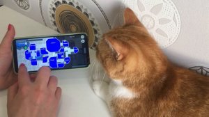 Играем с Кошкой в Among Us