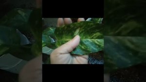 Golden Pothos(money Plant) and Epipremnum Flame Vlog#66 mentioning you