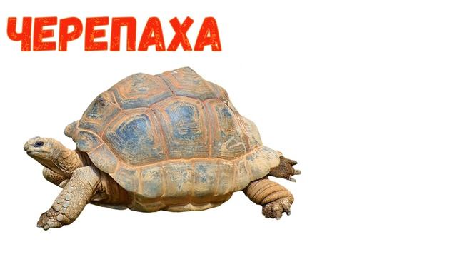Голоса и звуки животных Африки для детей. Учим животных диких животных Африки.