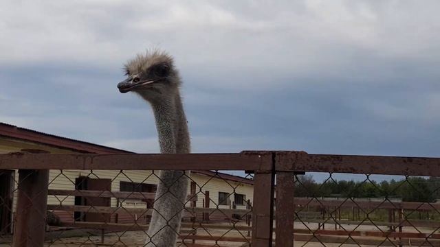 Обзор фермы Русский страус | 2021 смотреть онлайн