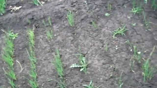 КАК РАСТЁТ ЛУК ИЗ СЕМЯН. Лук севок из чернушки