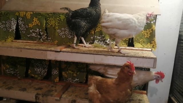 Самый простой и надежный способ борьбы с расклевом яиц. Делаем яйцесборник.