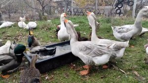 ЦЫПЛЯТА В ДОМЕ! ЛУЧШИЕ ПОРОДЫ ИЛИ ПОМЕСИ КУР! ОБЗОР ХОЗЯЙСТВА, ОГРОМНЫЕ УТКИ И ГУСИ!