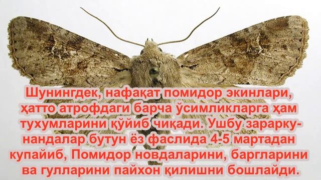 Помидор касаллигига карши энг зур усул / Pomidor qurib ketishiga qarshi eng zur usul. смотреть онлайн