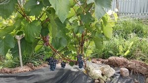 Виноград Либерти и Вэлиант открытый грунт в Ленинградской области