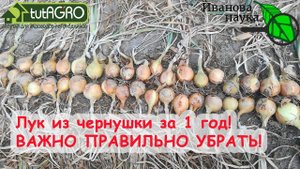 Лук из чернушки без рассады. Будет долго храниться, если УБРАТЬ и ПОДГОТОВИТЬ его именно ТАК!