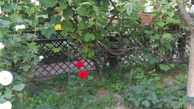 Цветы на даче.   Кустарные розы. Красота