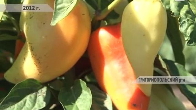 Николай Неделков в Григориополе смотреть онлайн