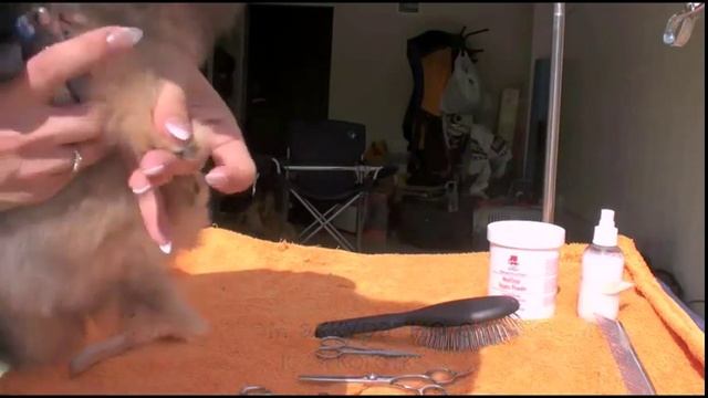 Копия видео "Сушка и стрижка щенка шпица" смотреть онлайн