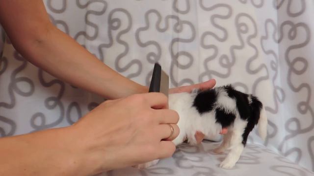 Купить щенка бивера в Самаре. Питомник ГрэйсКод смотреть онлайн