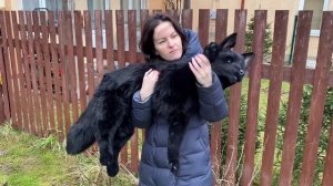 Собака игрушка