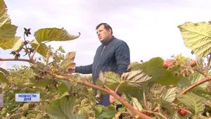 Оренбургский плодопитомник