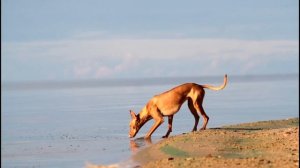 Фараонова собака России