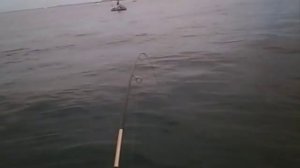 Catching Kingfish using a Gulp 7 " Nuclear Chicken