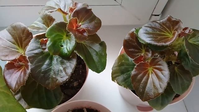 КОМНАТНЫЕ ЦВЕТЫ. ЦВЕТЫ НА ЗАПАДНОМ ПОДОКОННИКЕ. смотреть онлайн