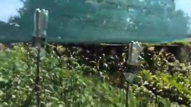Видео отзыв: сетка затеняющая защитная 45% над огородом от Мазур Виктор