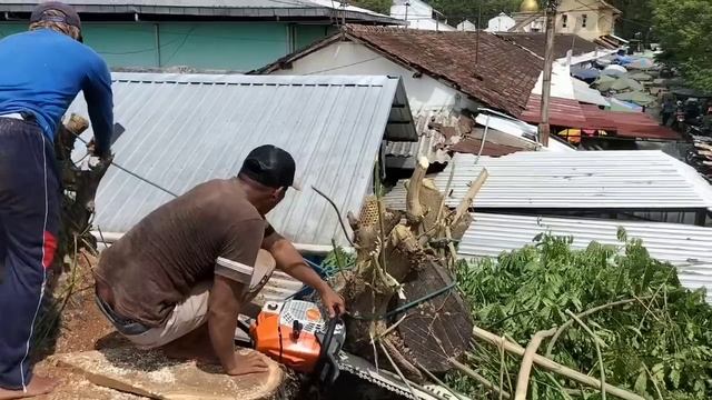 Cut down the tamarind tree in the middle of the market - STIHL MS 881 смотреть онлайн