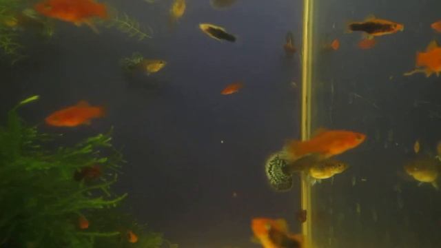 Самки гуппи Слоновьи ушки смотреть онлайн