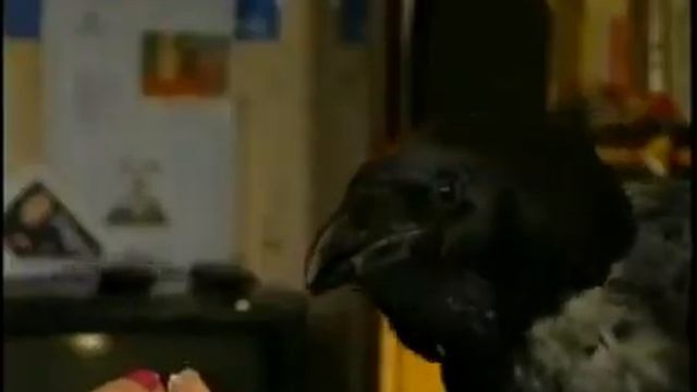 Говорящий ворон Карлуша смотреть онлайн