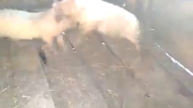 В Осетии и такое бывает) животные))) смотреть онлайн