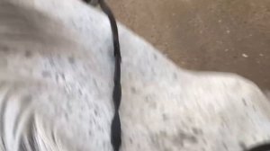 Конная прогулка в лесу! ??ЛОШАДИ