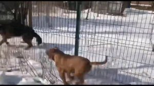 German shepherd vs American bully!Овчарка против американской булли