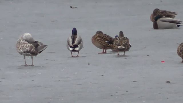 Водоплавающие на Большом пруду 4 апреля.