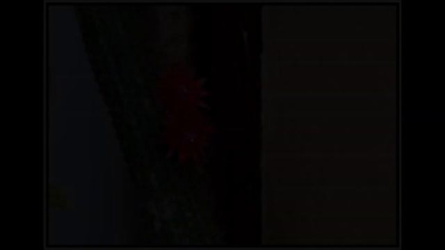 Cleistocactus samaipatanus, Cactus plant from bud to bloom. смотреть онлайн