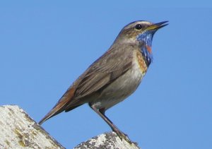 Птицы Тверской области - 2023