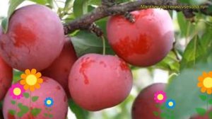 Алыча Рубиновая. Краткий обзор, описание характеристик prunus cerasifera Rubinovaya