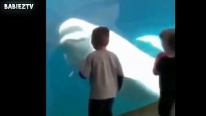 Белуха говорит "БУ". ОЧЕНЬ СМЕШНО.