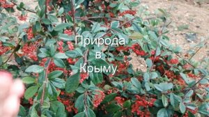 Природа в Крыму
