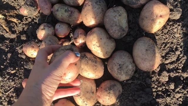 Картофель сорт Аврора из миниклубней. смотреть онлайн