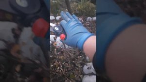 Обрезка спрей розы для цветения в несколько уровней